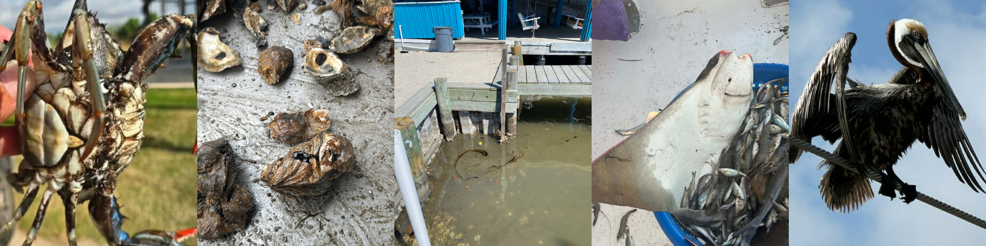 LOOP - IMAGES LOOP - IMAGES